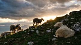 Mis ovejas escuchan mi voz - IV DOMINGO DE PASCUA