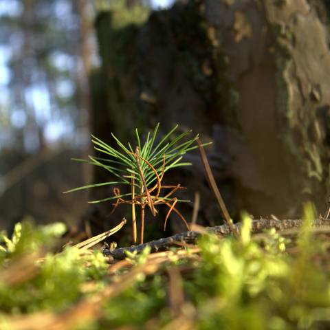 La Esperanza que Brota en Adviento